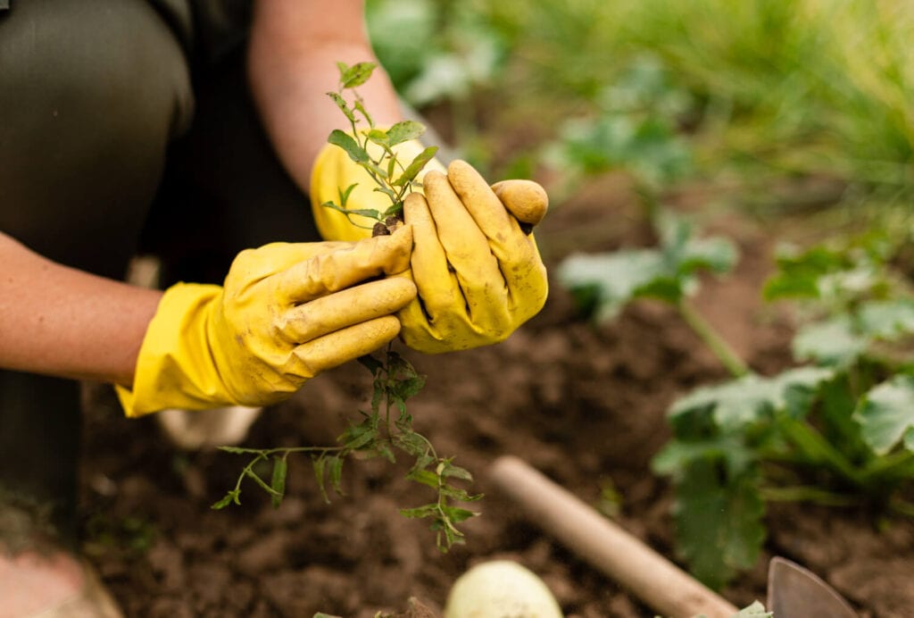 pilares da sustentabilidade: ambiental